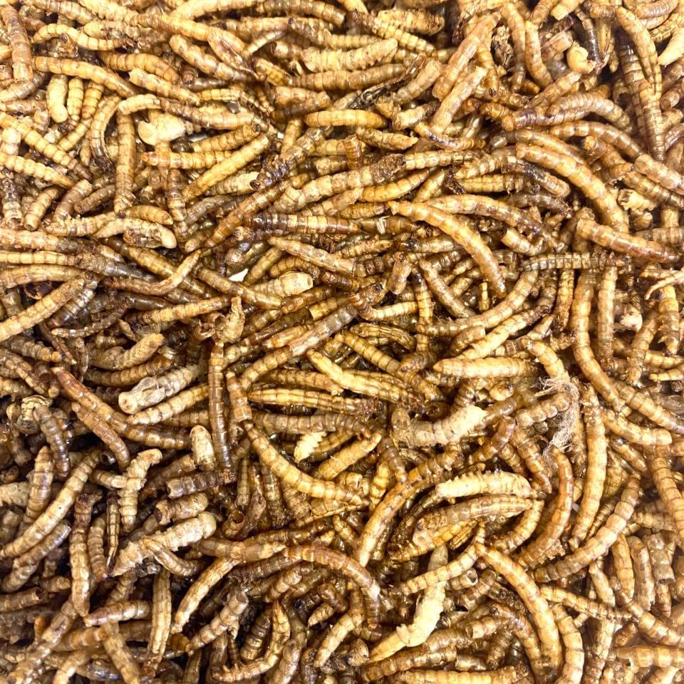 Dried Mealworms 2kg Premium Insectivorous Wild Bird Food