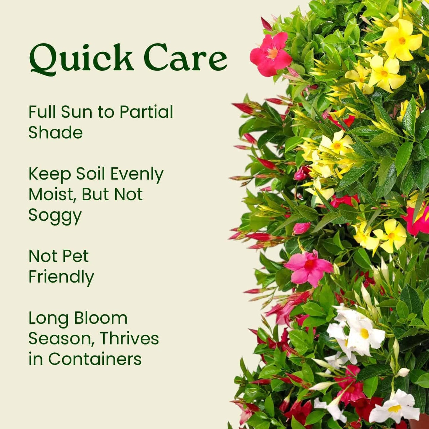 Tropical Plants of Florida Pink Dipladenia Live Plant - 1 Gallon 14 Inch Tall Tropical Flowering Bush Indoor Outdoor Patio Plant Mandevilla