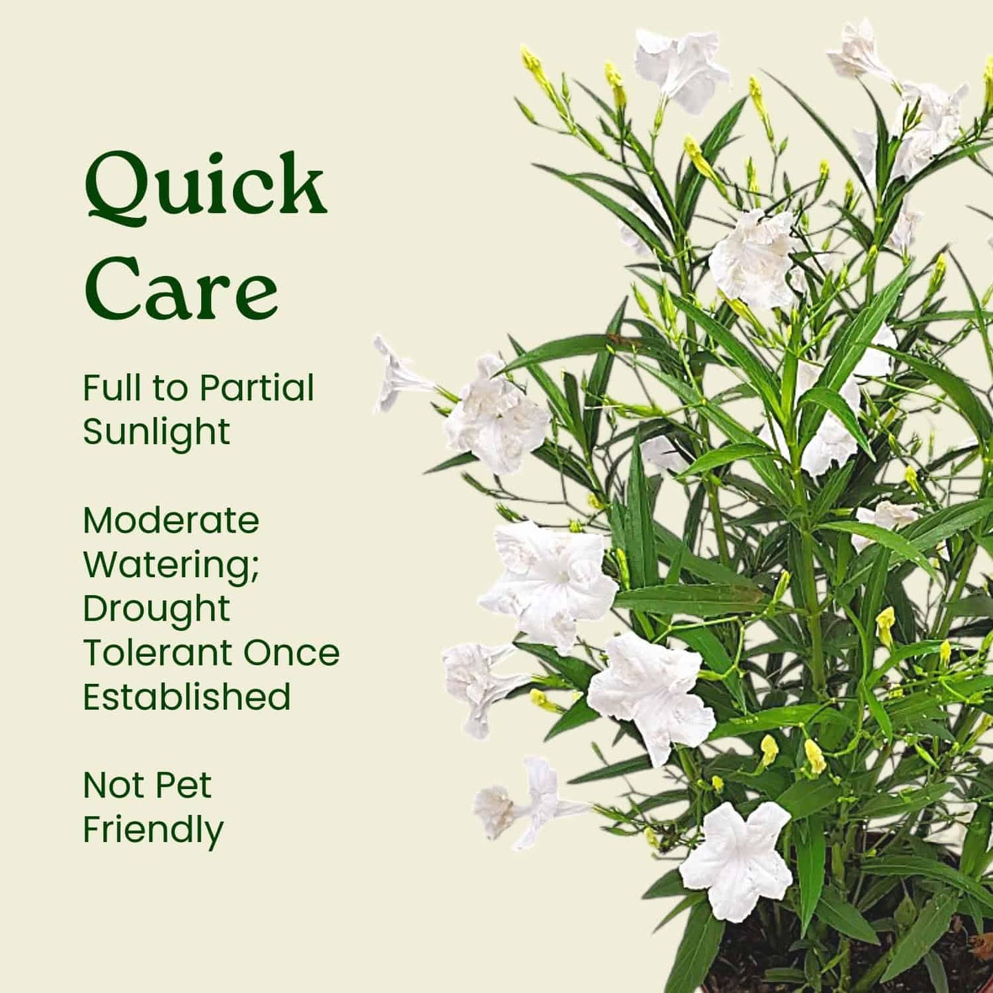 Tropical Plants of Florida White Ruellia Live Plant - 3 Gallon 26 to 34 Inch Tall Flowering Shrub Outdoor Garden Border Hedge Plant
