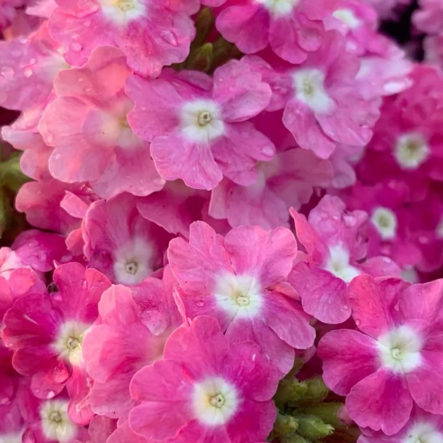 Set 2 Verbena Live Plants, Perennial Verbena Flowers, Long-Lasting, Hardy Flowering Plant for Planting (Pink)