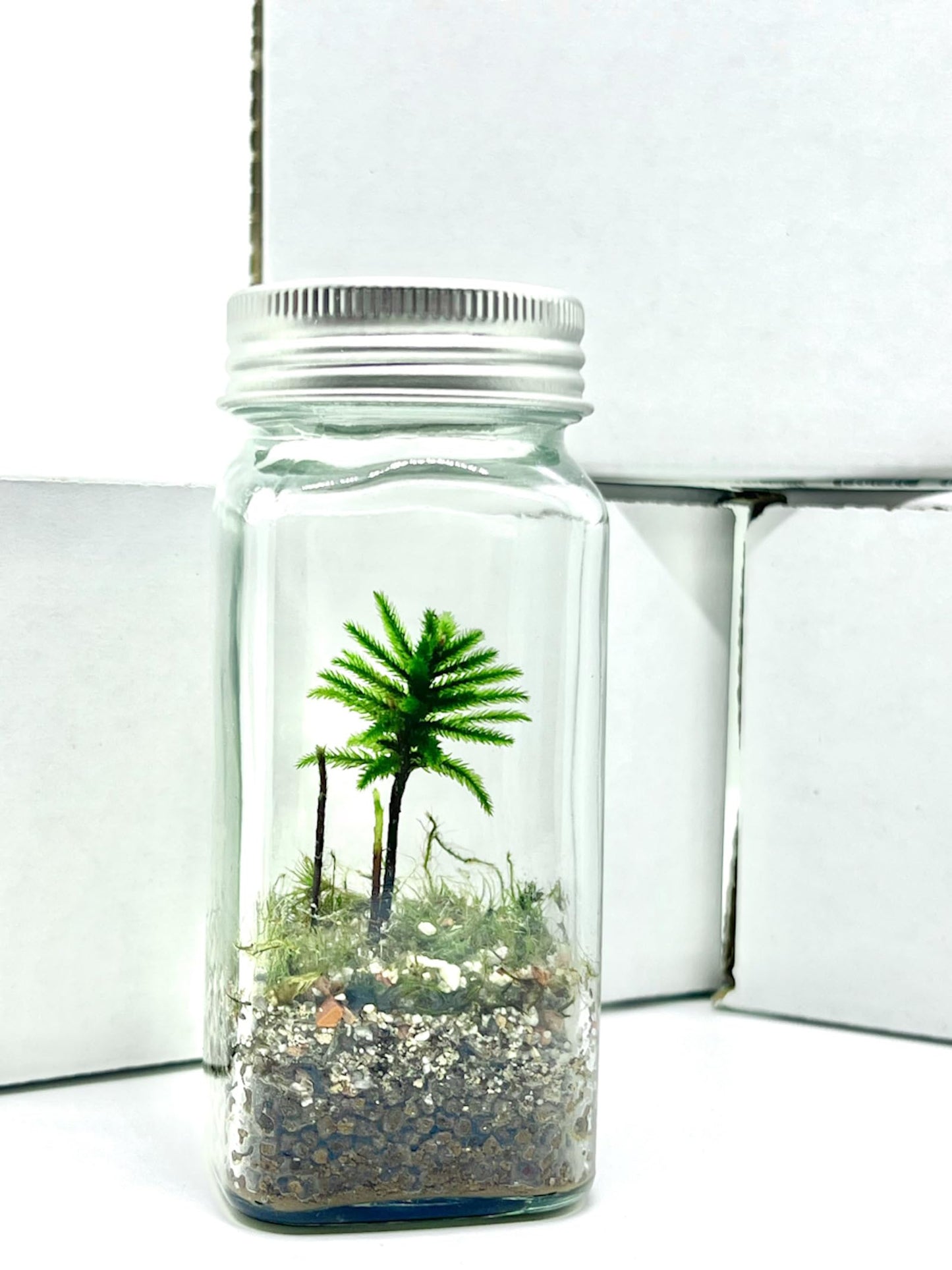 Live Little Tree Terrarium Kit, Self-Sustaining DIY Tree Moss Terrarium, Indoor Low Maintenance, Home and Office Décor (DIY Kit)