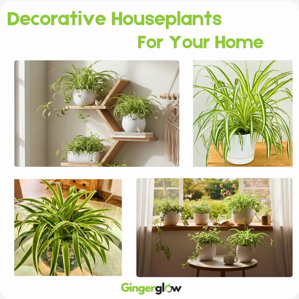Hanging Curly Spider Plant Live in 4 Inch Pot | Bonnie Spider Plant | Air-Purifying | Low Maintenance | Perfect for Home and Office Decor | Easy Care Starter Plants
