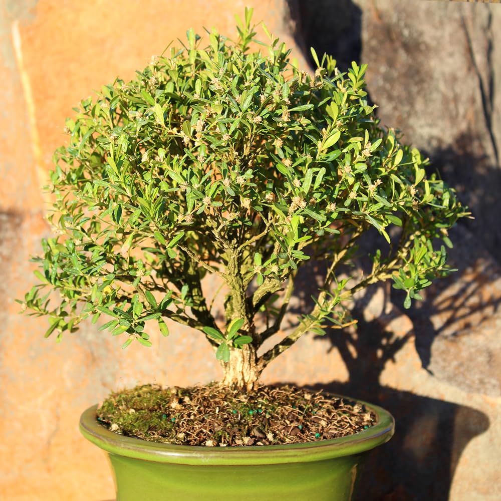 Brussel's Bonsai Live Harland Boxwood Bonsai Tree - Medium, 5 Years, 8 to 12 Inches Tall - Outdoor Bonsai Tree with Ceramic Bonsai Pot