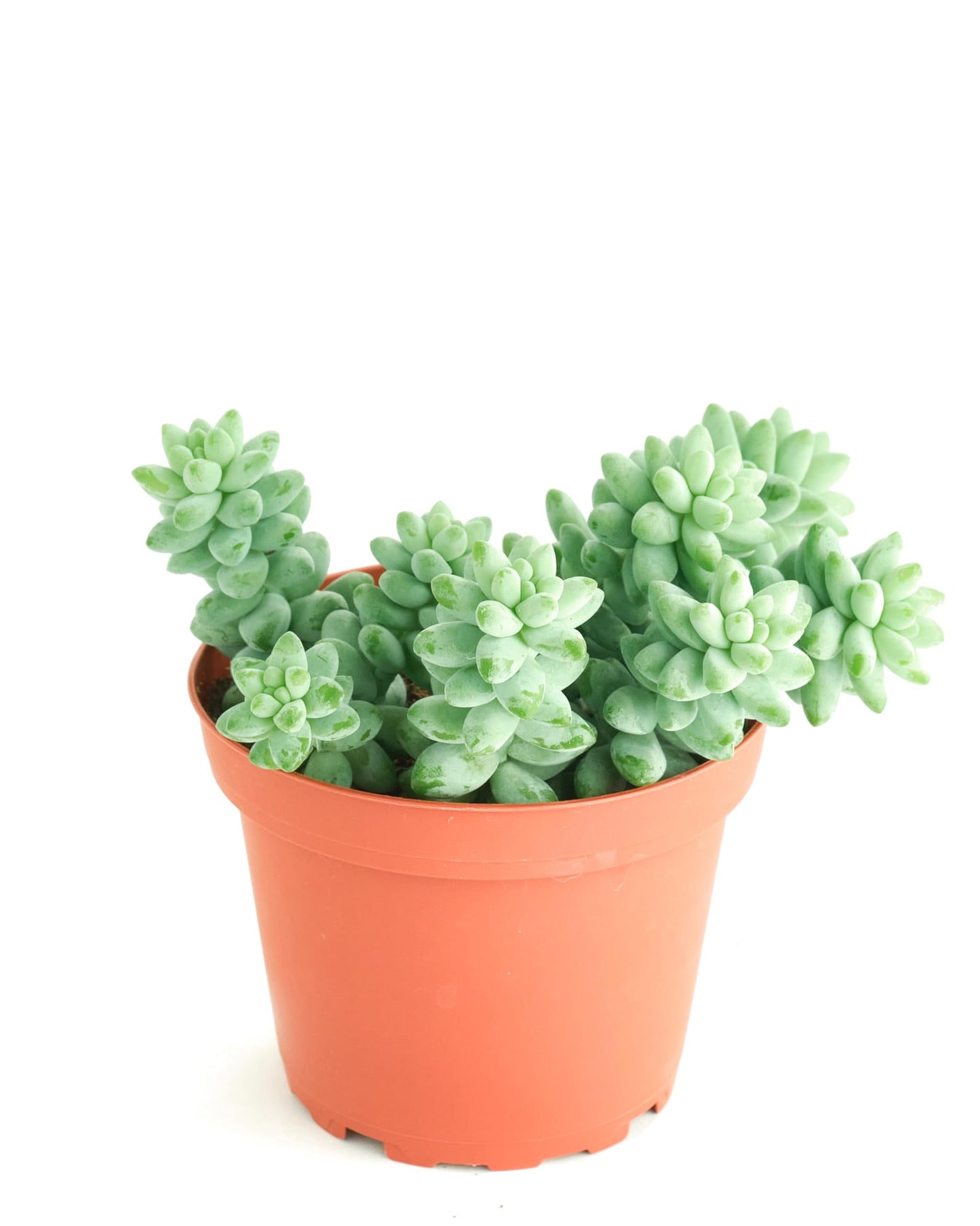Shop Succulents Burro's Tail Hanging Succulent, Sedum Morganianum, Fully Rooted Live 4" Succulent Plant, Low Maintenance Indoor Plant, Trailing Succulents, Gift & Garden