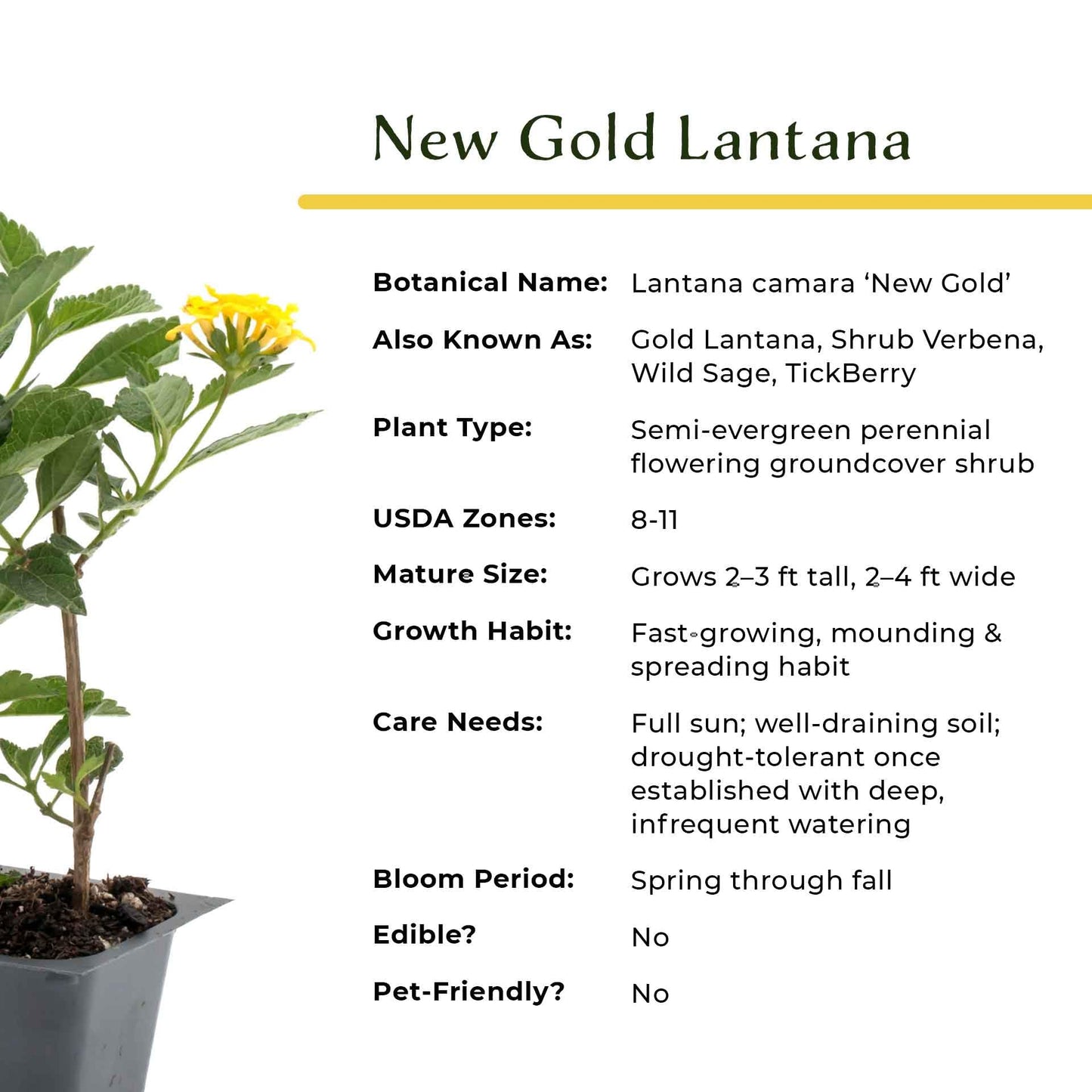 12 New Gold Lantana – Golden Yellow Flowering Shrub for Borders, Containers, & Pollinator Gardens (Lantana Camara ‘New Gold’) in 2.5″ Cubes, Live Plants