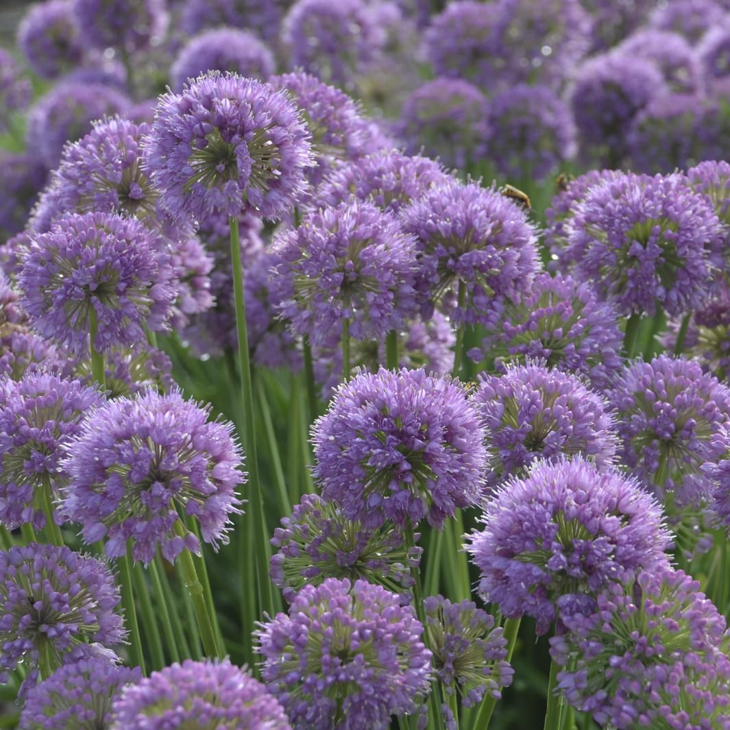 Live Plant from Green Promise Farms - Proven Winners, Allium 'Serendipity' Ornamental Onion, Rosy Purple Flowers - #1 Gallon Size Container