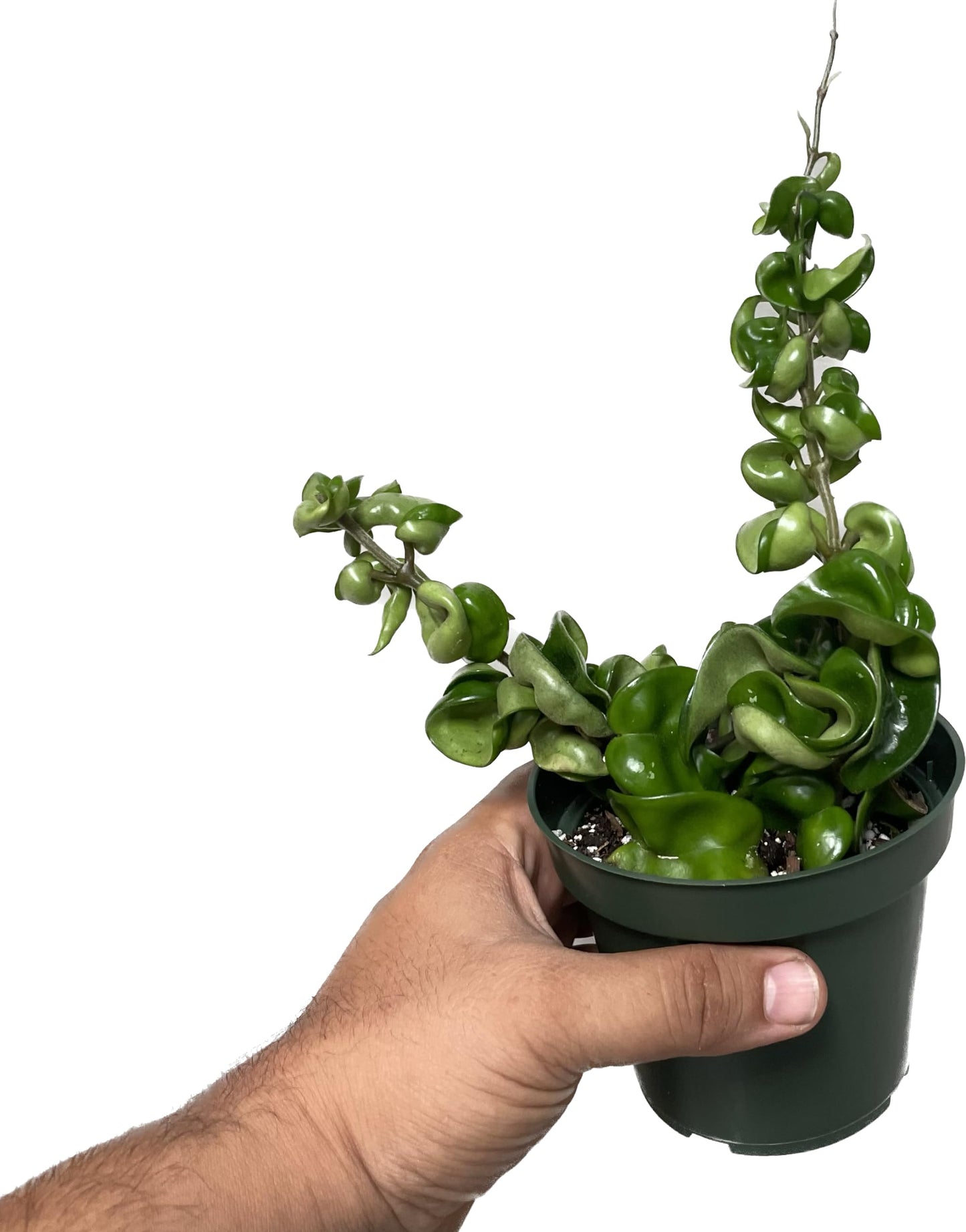 Hoya Compacta aka Hoya Hindu Rope Available in 2", 4", and 6" Pot Live Hoya Plant Air-Purifying Plant (Hoya Compacta, 4" Pot with 2 Plants, Very Short Right Now)