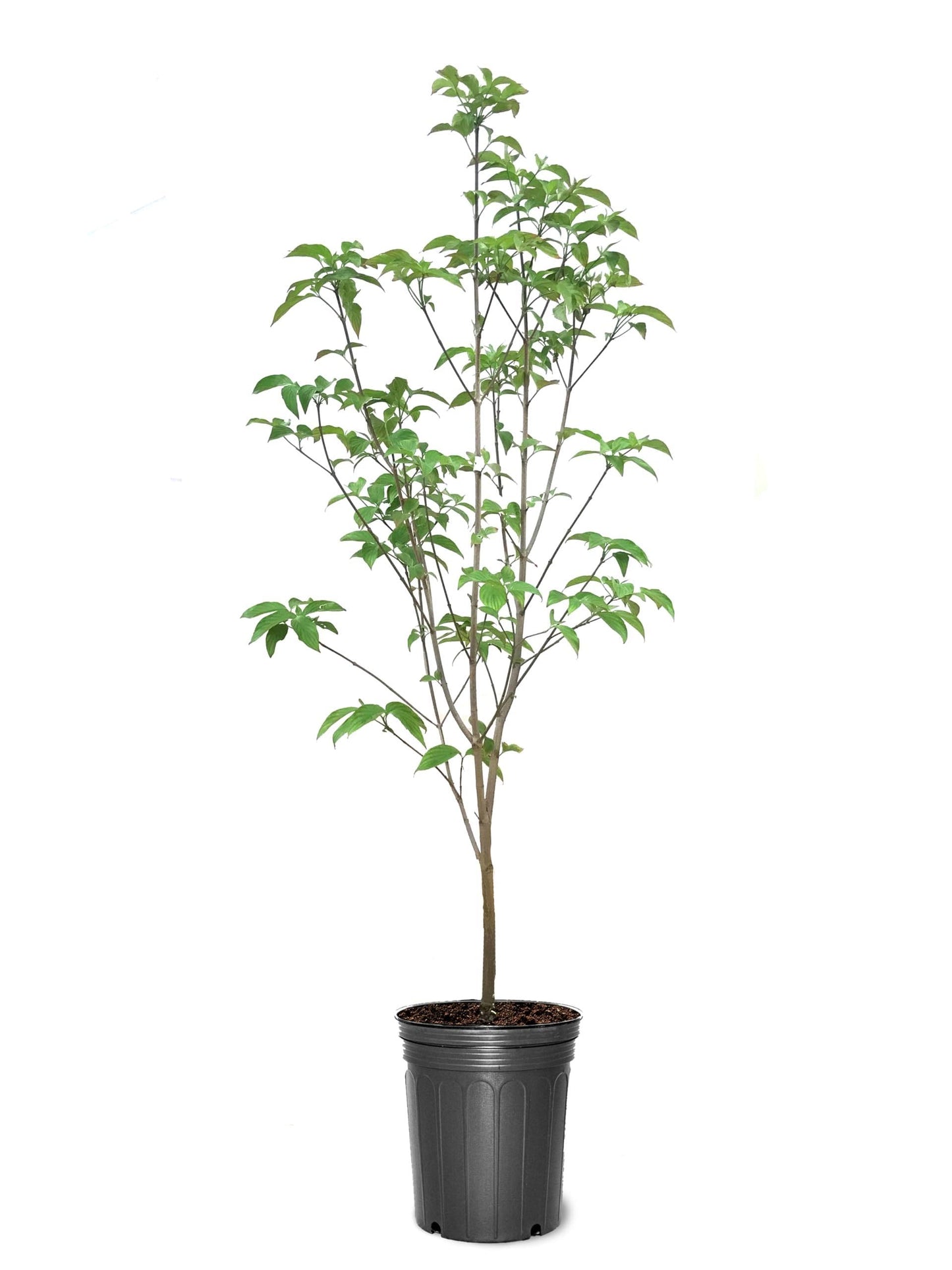 American Plant Exchange Dogwood Tree 'Appalachian Snow' – Live Native Flowering Tree, 5-Gallon Pot, Cold Hardy with White Spring Blossoms and Fall Berries for Pollinator-Friendly Outdoor Landscapes