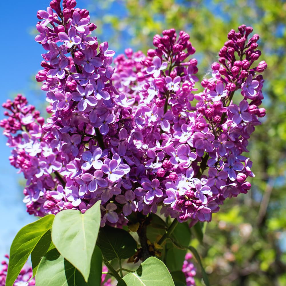 Purple Old Fashion Lilac Tree Live Plant, Lilac Bushes Live Plant, 20 to 30 Inc Tall, Bush Flower Plants