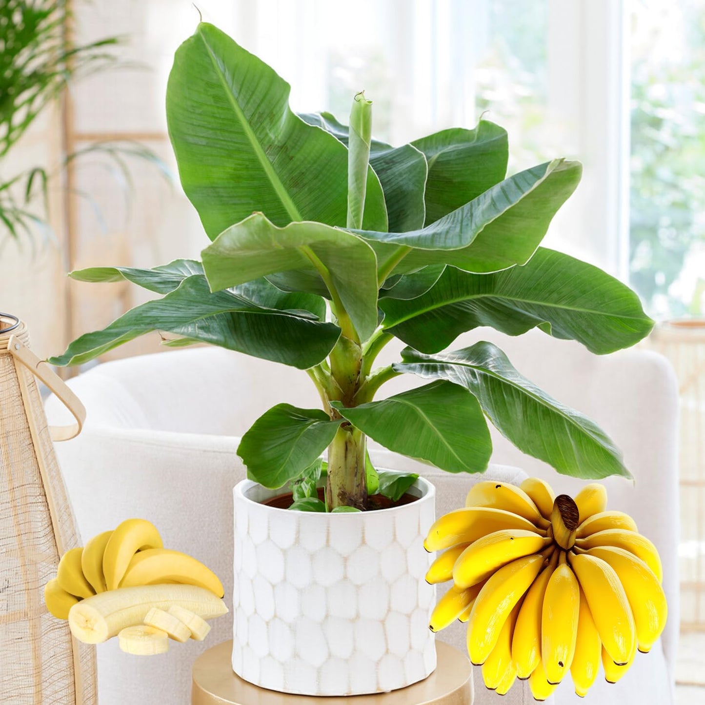 Dwarf Cavendish Banana Tree Live Plant, Cold Hardy Banana Plant Live, Tropical Banana Fruit Seedling, Well Rooted 4-8 Inch Tall