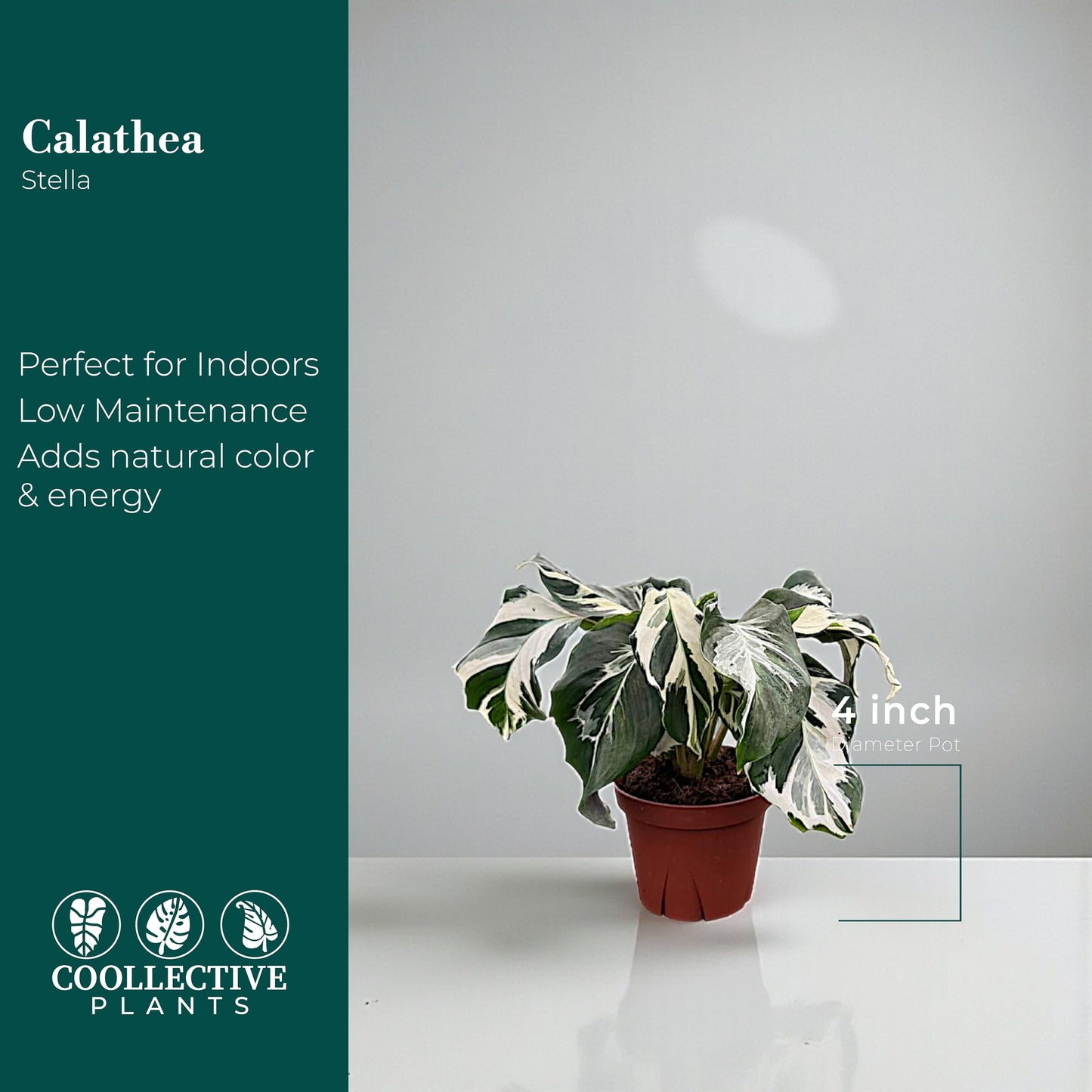 CoollectivePlants Calathea Stella Live Plant in 4" Growers Pot – Easy Care Indoor Tropical Houseplant, Low Maintenance Prayer Plant, Pet Safe Decorative Foliage Plant for Home or Office