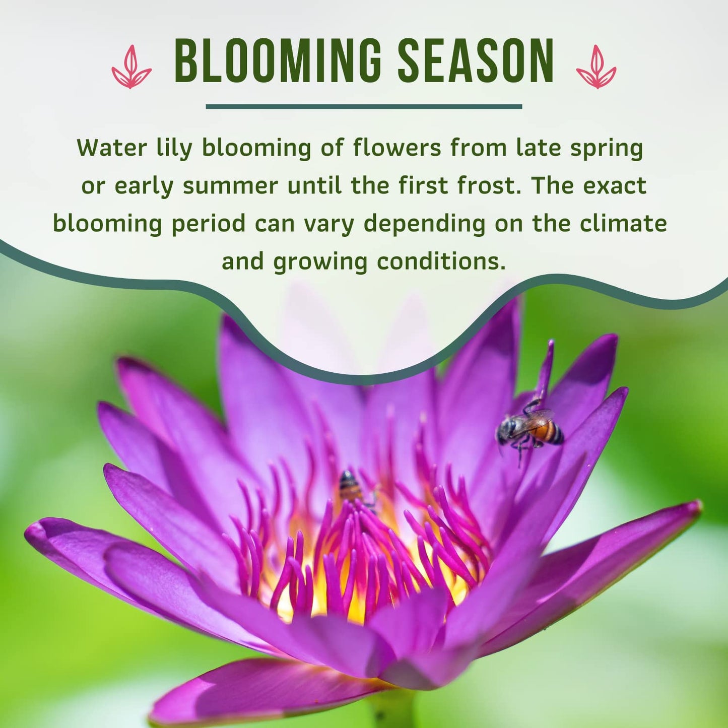 Mainam Mix Colorful Tropical Water Lily Tuber Live Aquarium Plant for Freshwater Fish Pond Balcony Buy 2 GET Fertilizer Free (Red Nymphaea Dang Ma Miew)