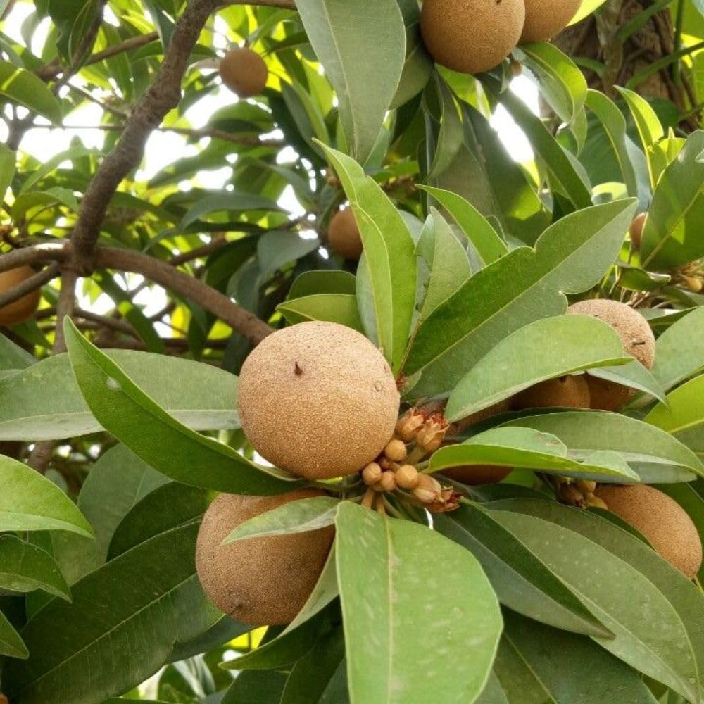 Live Sapodilla Plant 2-3 Feet in 3 Gallon Pot, Sapote Plant Live, Tropical Fruit Tree for Outdoor Garden, No Ship to CA