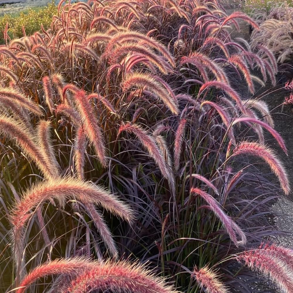 2 Red Fountain Grass Plants Live, Deep Burgundy Ornamental Grass Live Plants for Planting, 4-7" Tall, Well Rooted