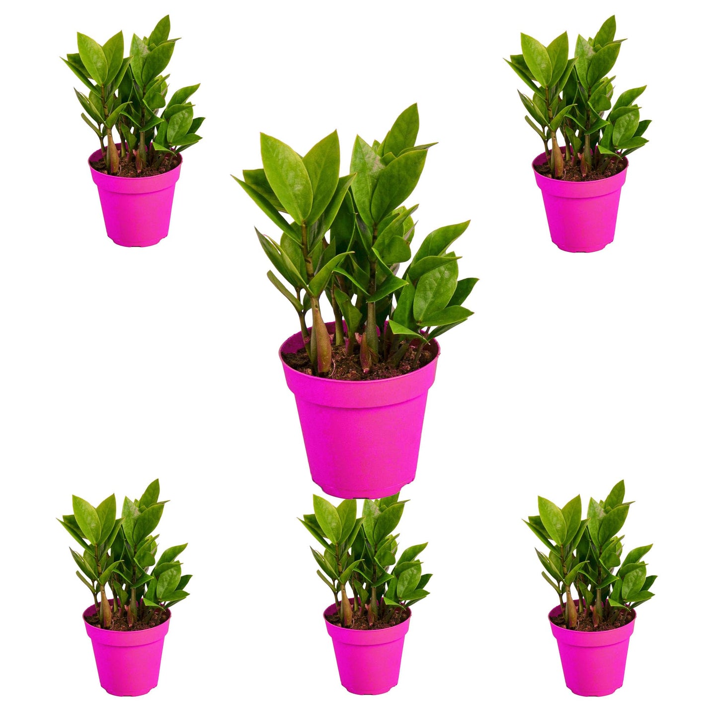 6 Pack Zamioculcas Zamiifolia ZZ in 4in Pot - Live Plants Tropical Houseplants | Variegated | USA Growers | The Snobby Leaf