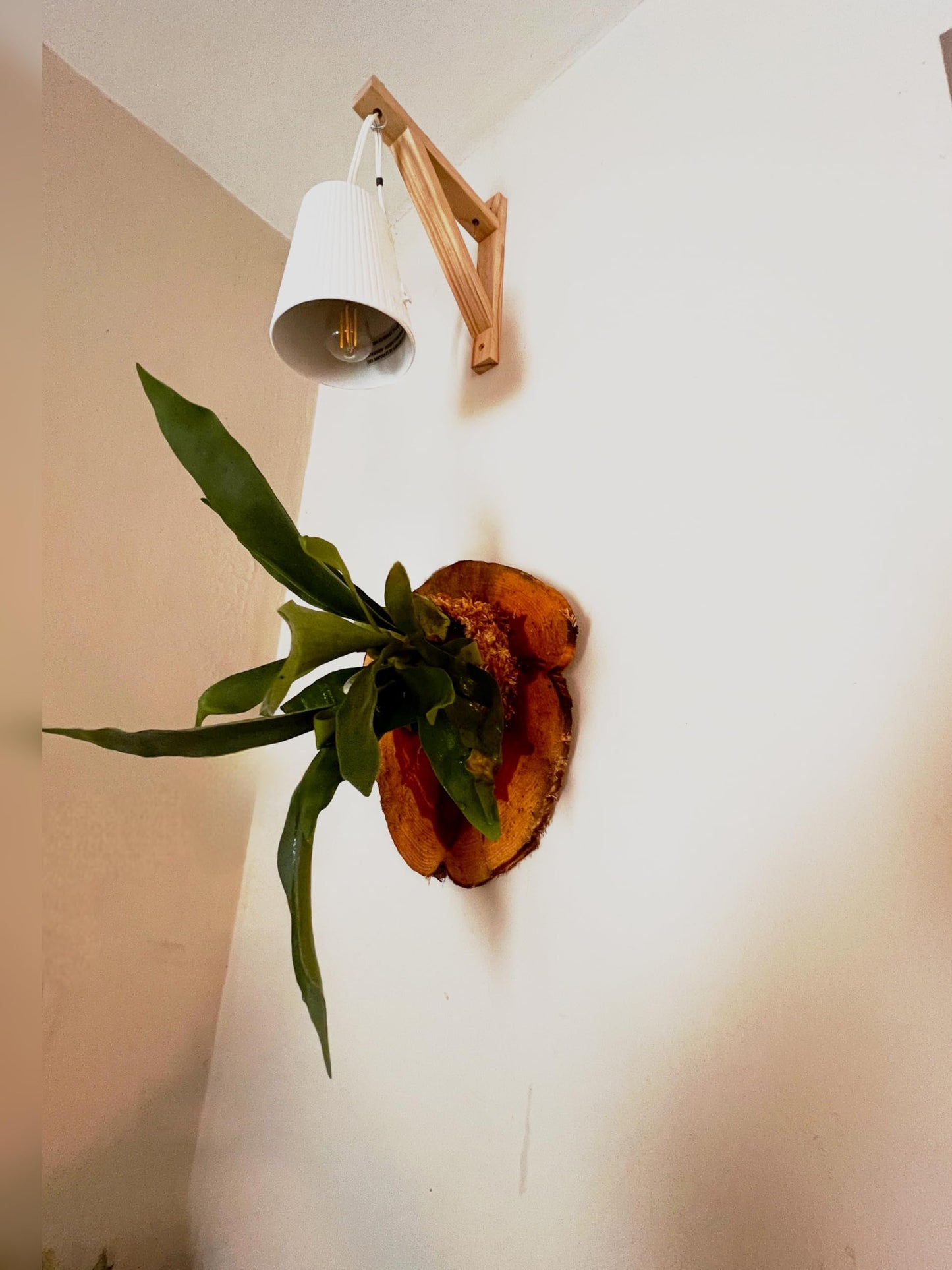 Live Staghorn Fern Wall Mount on Natural Aromatic Cedar Wood Plaque with Live Moss (Staghorn Fern, Meduim)