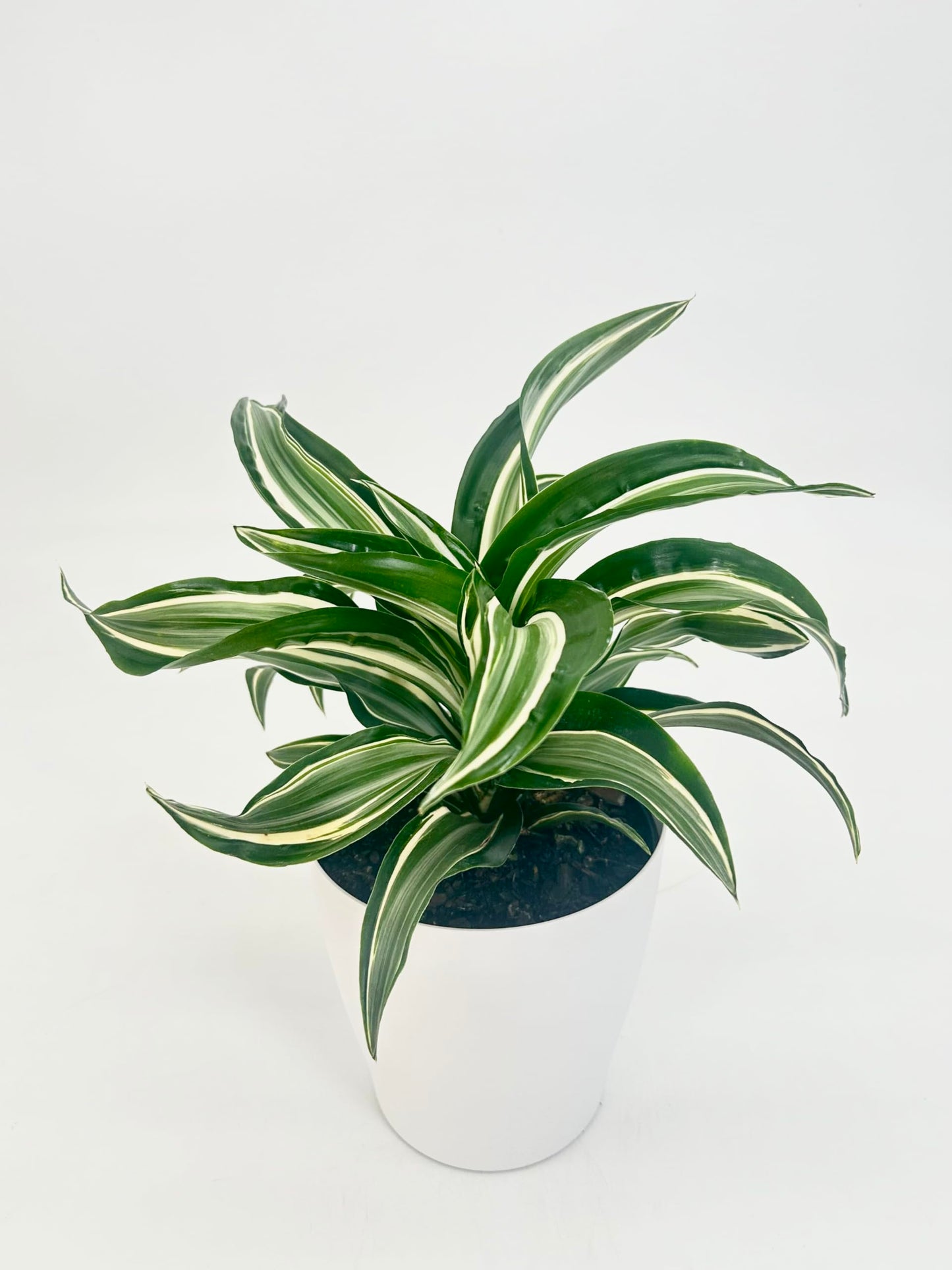 6 inch Dracaena White Jade Jewel Variegated Live Indoor Plant, Easy Care Low Maintenance, Eye-catching, Air-Purifying, Green White Cream and Off-White Plant (Upgrade, White Plastic Deco Cover Pot)