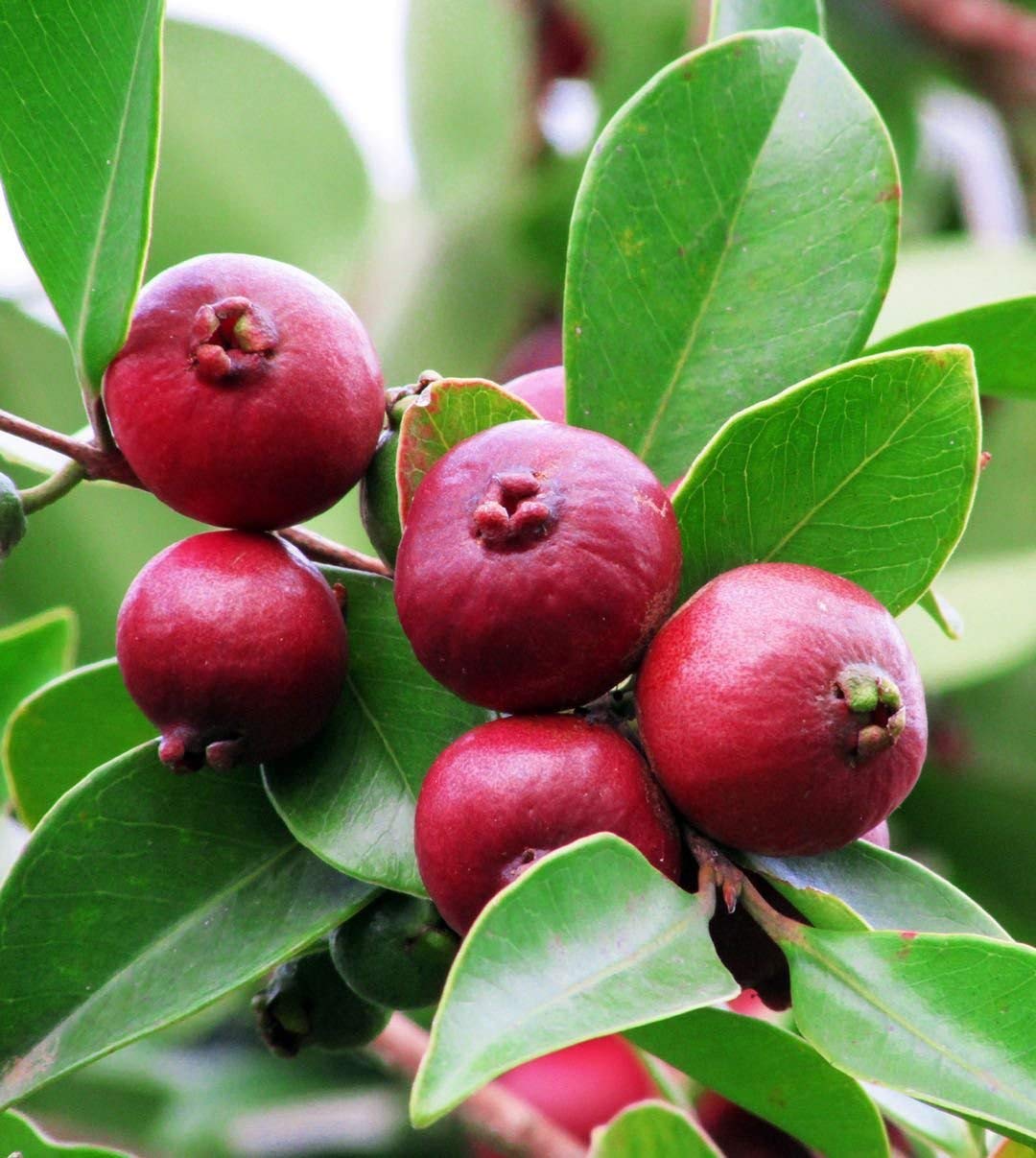 12 Red Strawberry Guava Tree Seeds