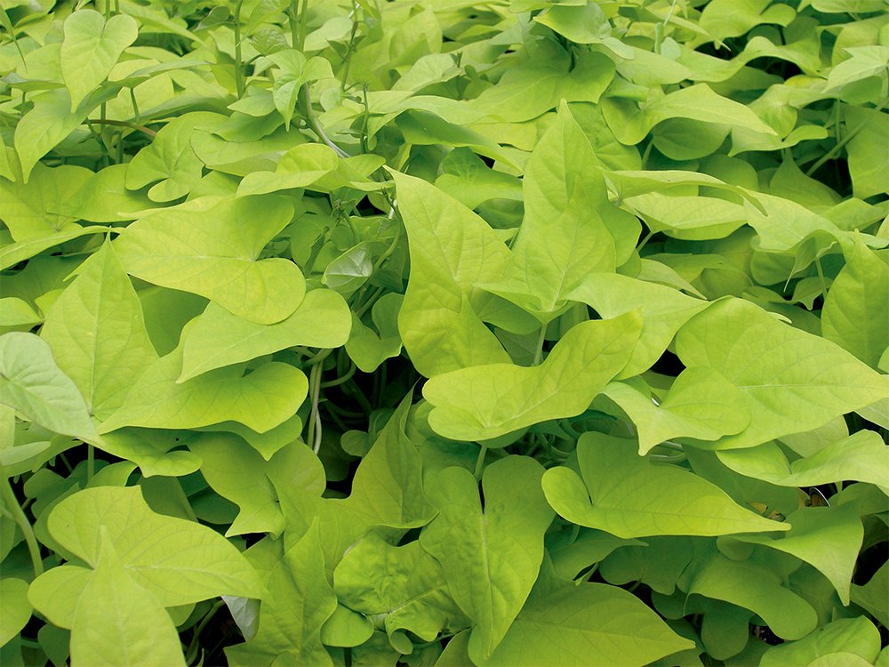 American Plant Exchange Lime Sweet Potato Vine – 6-Inch Pot – Live Trailing Foliage Plant, Fast-Growing Ornamental Vine for Hanging Baskets, Patio Containers & Garden Borders