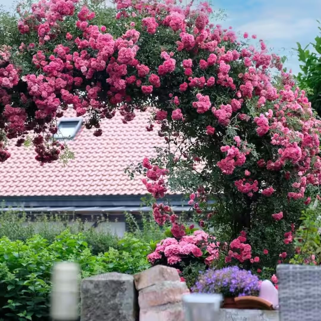 Fragrant Climbing Rose Live Plant, Well Rooted 5-9" Tall, No Leaf, Indoor Outdoor Climber, Rose Bush, Hybrid Tea Rose Like (Pink to Deep Pink)