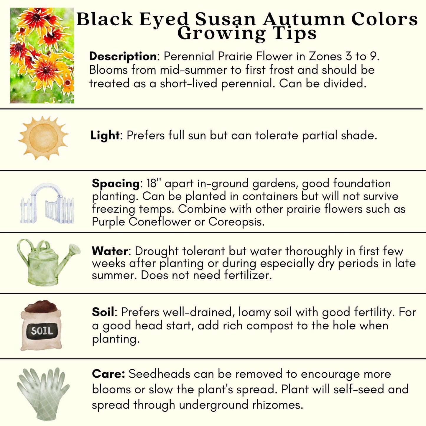 Clovers Garden Black Eyed Susan (Rudeckia) Autumn Colors Plants – Two (2) Live Plants – Non-GMO - Not Seeds - Each 4" to 8" Tall – in 4" Inch Pots – Perennial, Pollinator Friendly, Drought Tolerant