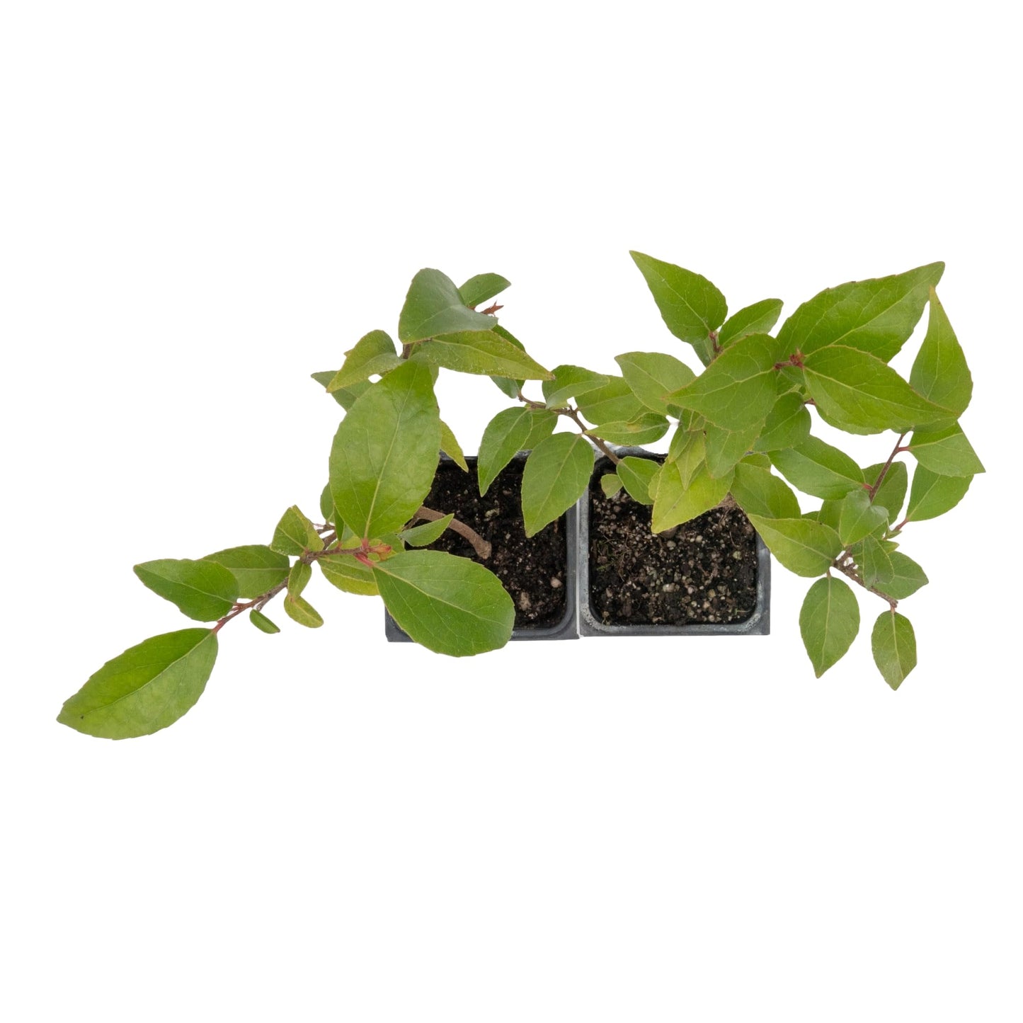2 Xylosma Congestum, Live Plants – Shiny Xylosma in 2.5” Nursery Cubes – Fast-Growing, Low-Maintenance Evergreen Shrub for Hedges & Landscaping