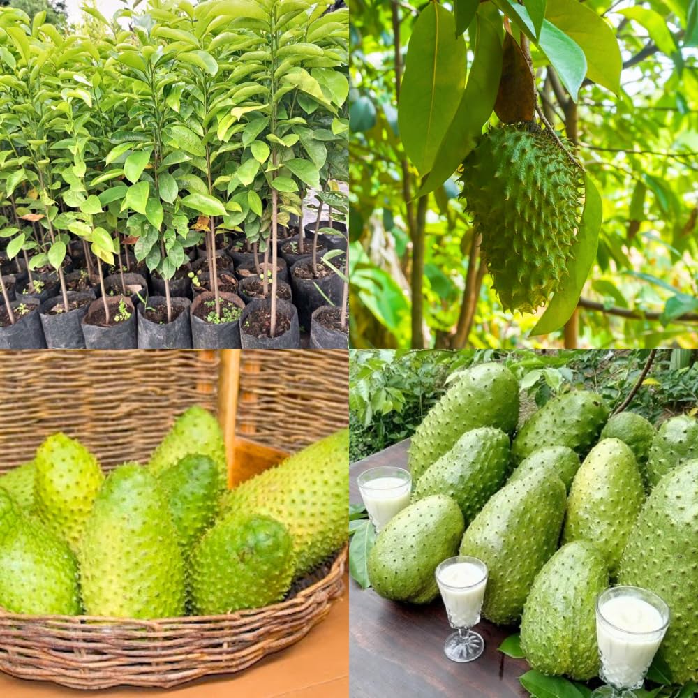 2 Years Old Soursop Tree Plant Live in 1 Gallon Pot, 2-3 Feet Soursop Trees Seedling Tropical Fruit, Sweet Annona Muricata Guanabana for Outdoor Planting, Can not Ship to California