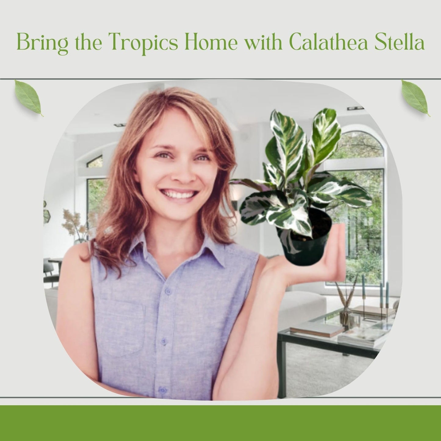Calathea Live Plant in 4" Pot - Calathea Stella Plant Live - Pet Safe Easy to Grow Indoor Houseplants Flowers for Home Office Wedding Decor & Birthday Gift (Heat Pack Included)