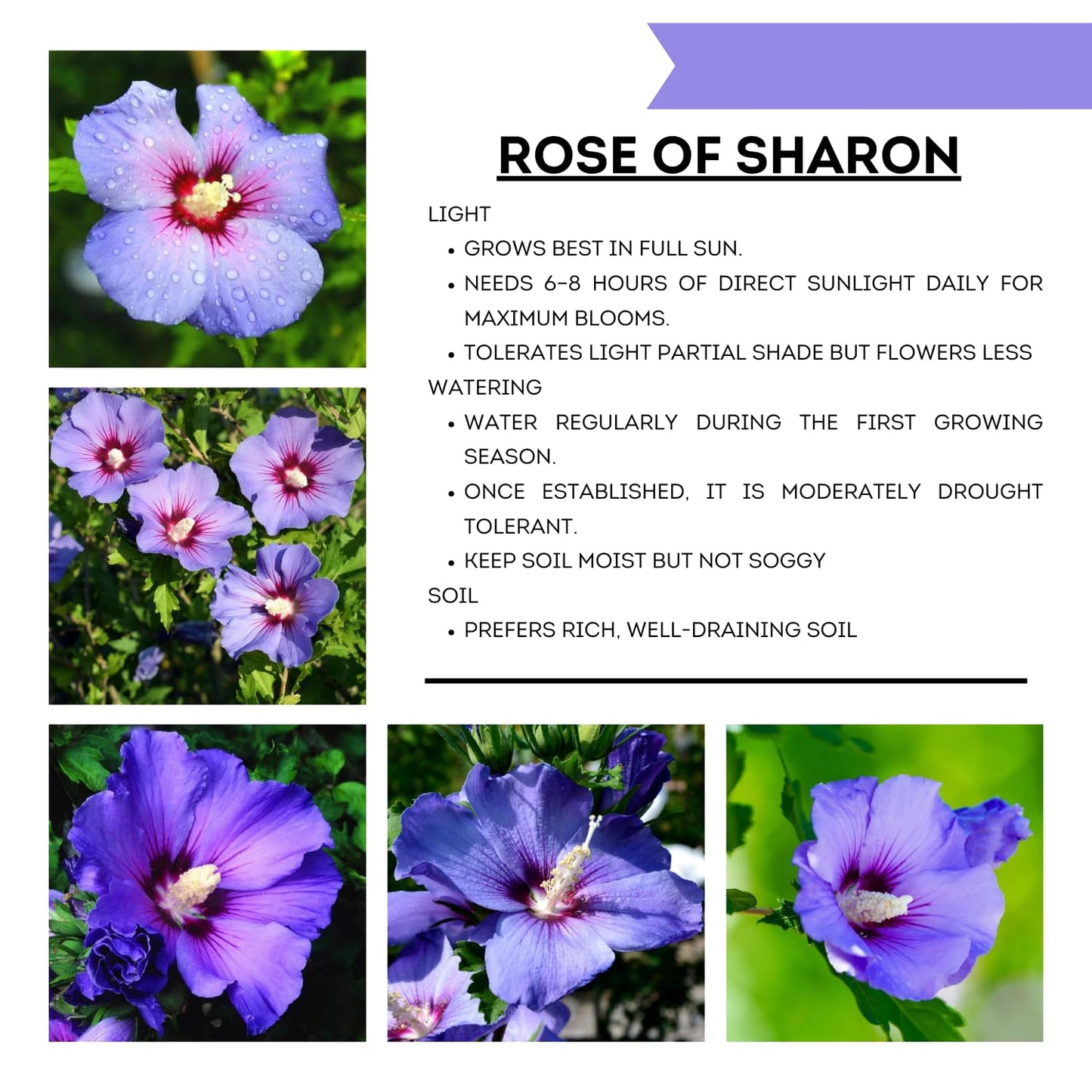 Althea Rose of Sharon Plant Live 6-13 Inc Tall, Hibiscus Syriacus Flowers Rose of Sharon Bush Shrub, in Pot (Purple)