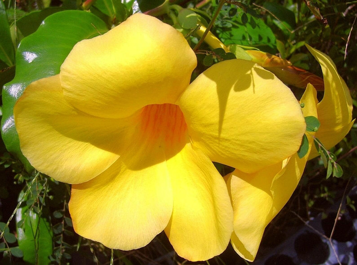 Live Plant - Brown Bud Allamanda Hendersonii Vine Plant Tropical Yellow Big Bell Flower