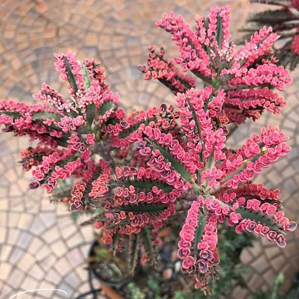 Kalanchoe Pink Butterfly Live Succulent Plant – 2 Inch Potted, Low Maintenance Colorful Succulent for Modern Indoor Landscapes, Beautiful Gift for Plant Lovers