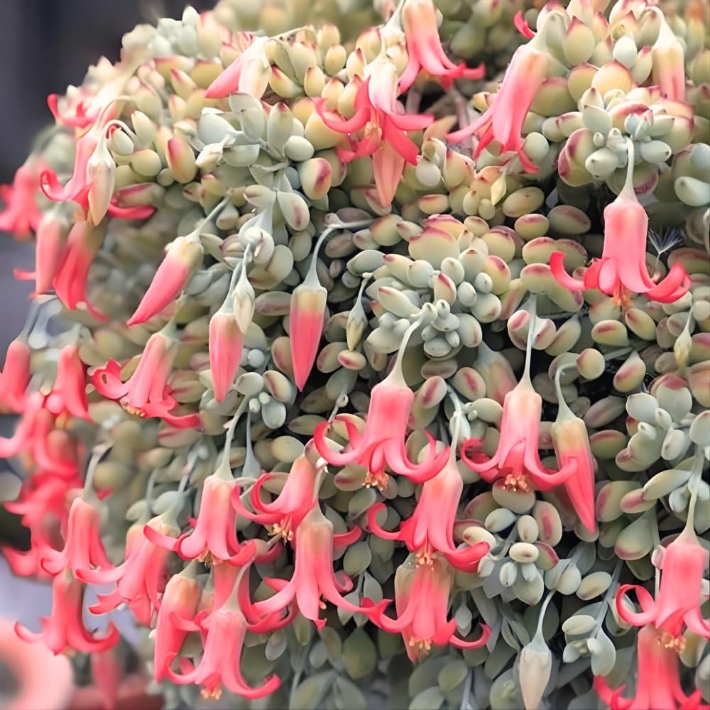 Cotyledon Pendens Succulent Plant Live – 6 Inc Pot | Indoor Trailing Houseplant | Well Rooted Easy to Care