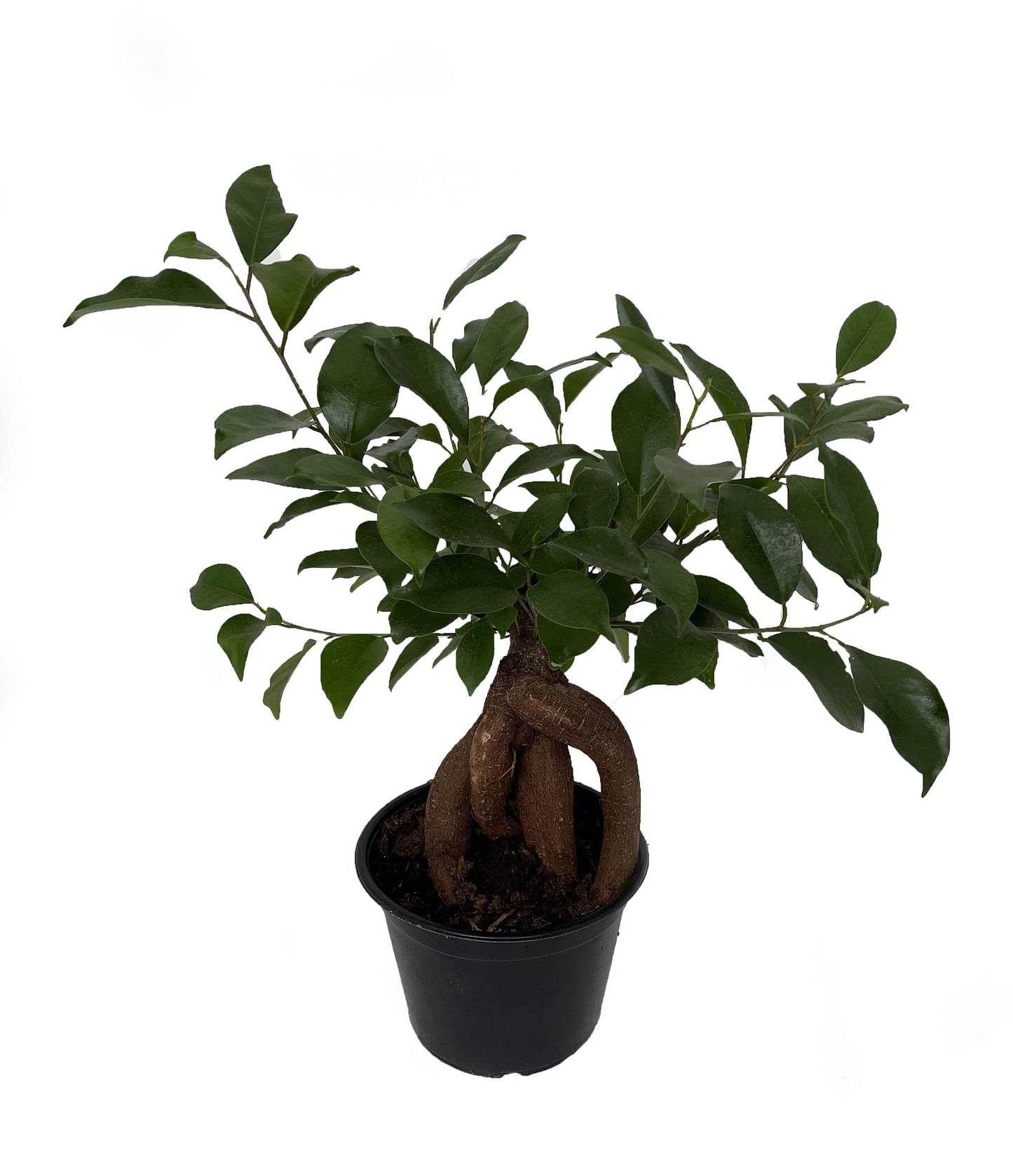Chinese Ginseng Ficus Bonsai Tree - 6" Pot - House Plant or Bonsai