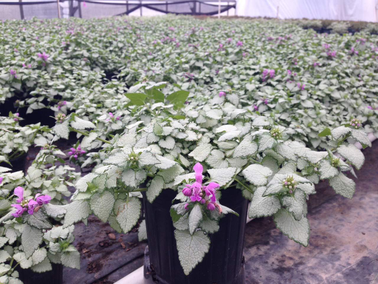 Lamium 'Orchid Frost' (Deadnettle) Perennial, purple flowers, 1 - Size Container