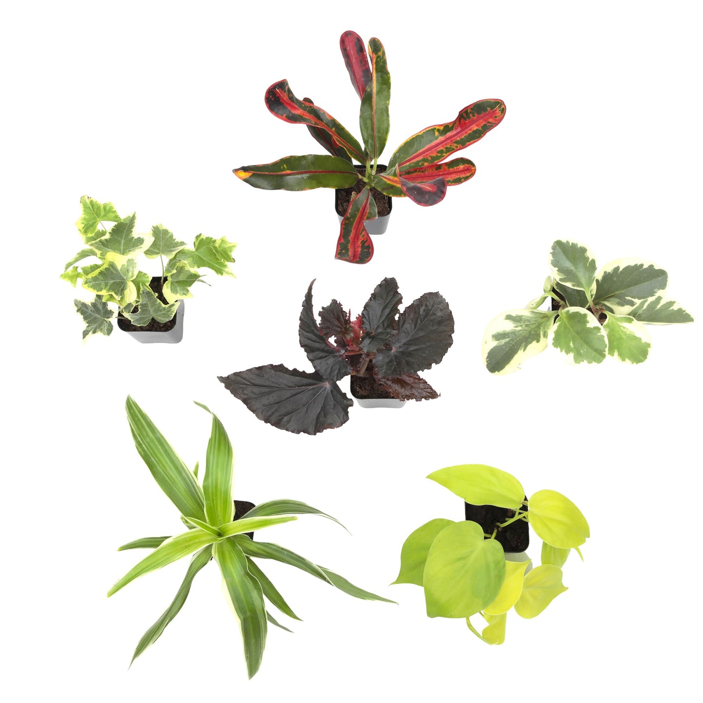 Easy to Grow Houseplants (Pack of 6), Live House Plants in Containers, Growers Choice Plant Set in Planters with Potting Soil Mix, Home Décor Planting Kit or Outdoor Garden Gifts by Plants for Pets