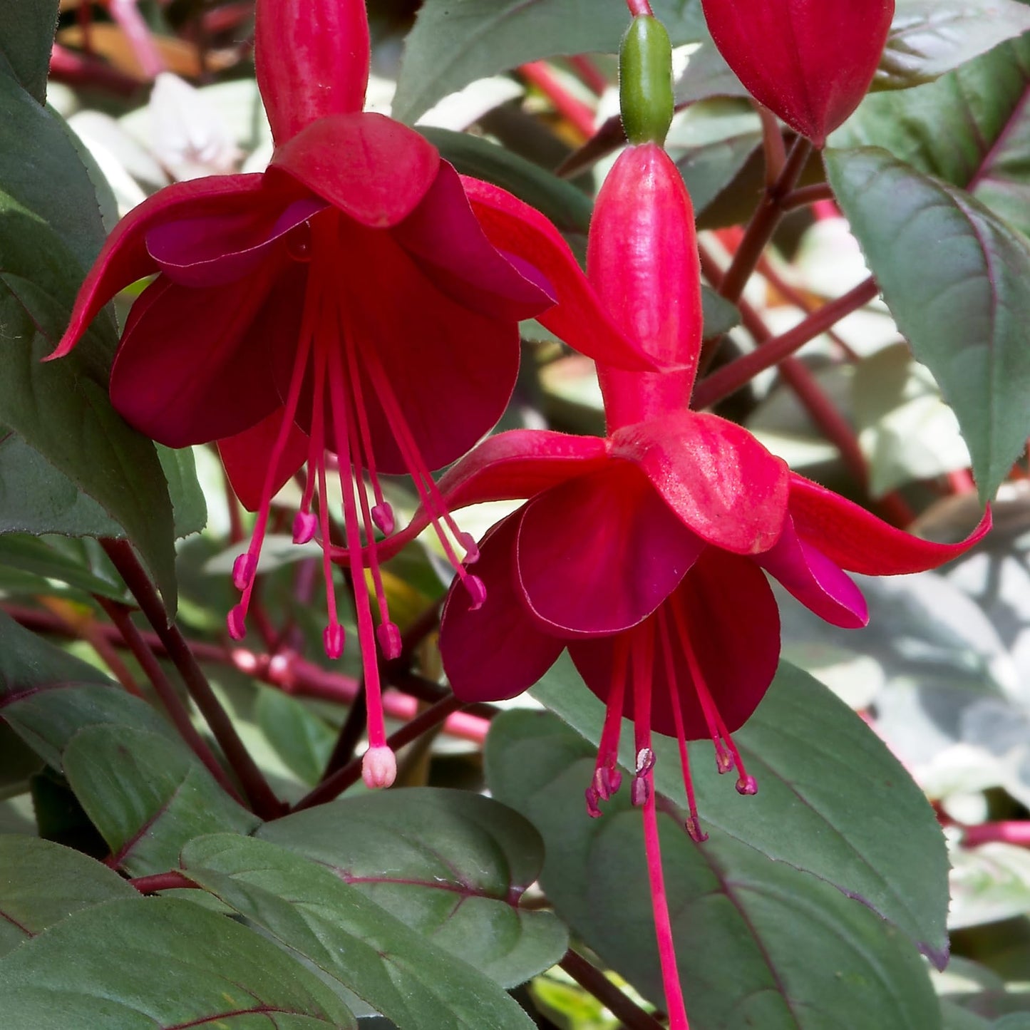 Fuchsia Plant, 3 to 4 Inch Tall Fuchsia Plants Live, Hanging Fuchsias Plants Well Rooted for Planting, Hardy Fuchsias Live Plants, Perennial, Colorful Flowers (Red Flowers)