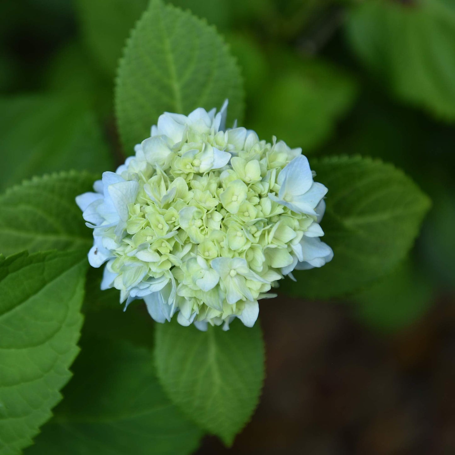 PERFECT PLANTS Penny Mac Hydrangea Live Plant, Includes Care Guide