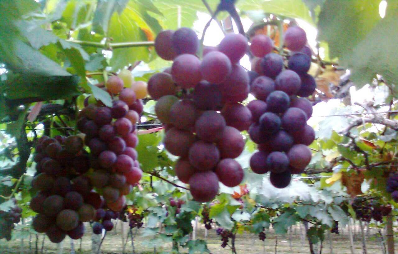Chiu' Garden Kyoho Grape Cutting Live Plant 5"-7"
