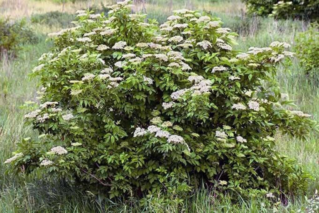 5 Black Elderberry Trees - 6-12" Tall Live Plants - Antioxidant-Rich Berry Fruit Shrubs - Sambucus Canadensis - (5 Pack)