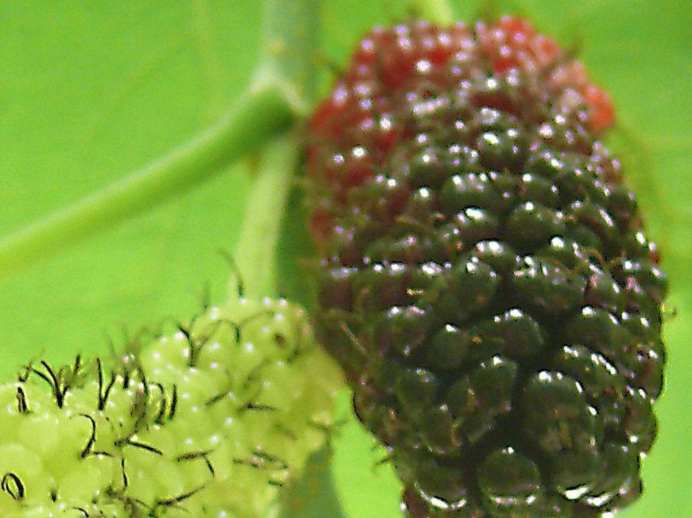 Dwarf Everbearing Black Mulberry Tree Morus Nigra Live Plant Fruit Fruiting