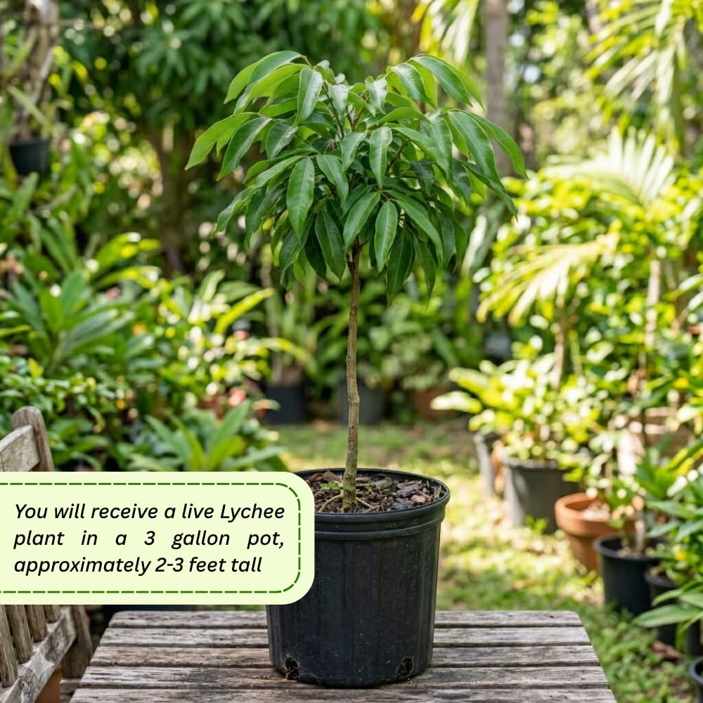 Lychee Trees Live Plants, Lychee Fruit Tree, 2-3 Feet Tall, 3 Gallon Pot, Fragrant and Sweet Tropical Fruit Tree, Outdoor Growing, No Ship to CA