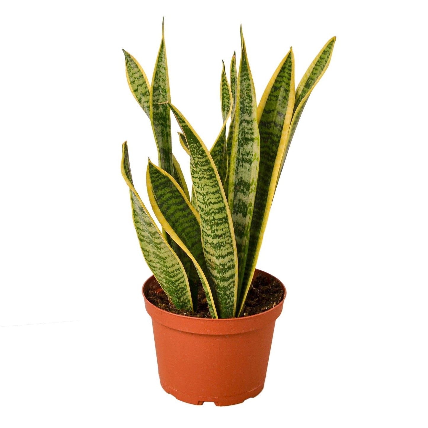 Snake Plant Laurentii - in 6in Pot - Live Plants Tropical Houseplants | Variegated | USA Growers | The Snobby Leaf