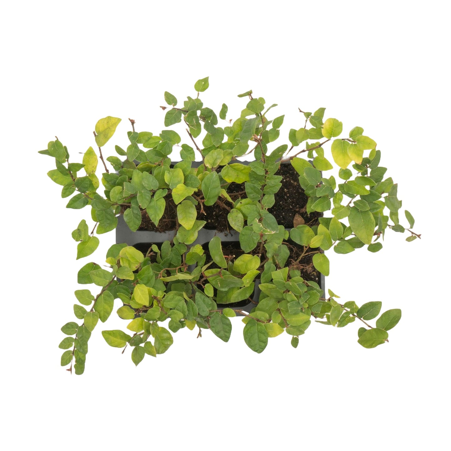 6 Creeping Fig, Live Plants – Ficus Repens – Fast-Growing & Versatile Climbing Vine in 2.5” Nursery Cubes – Perfect for Living Walls, Topiaries, Ground Cover & Indoor/Outdoor Decor