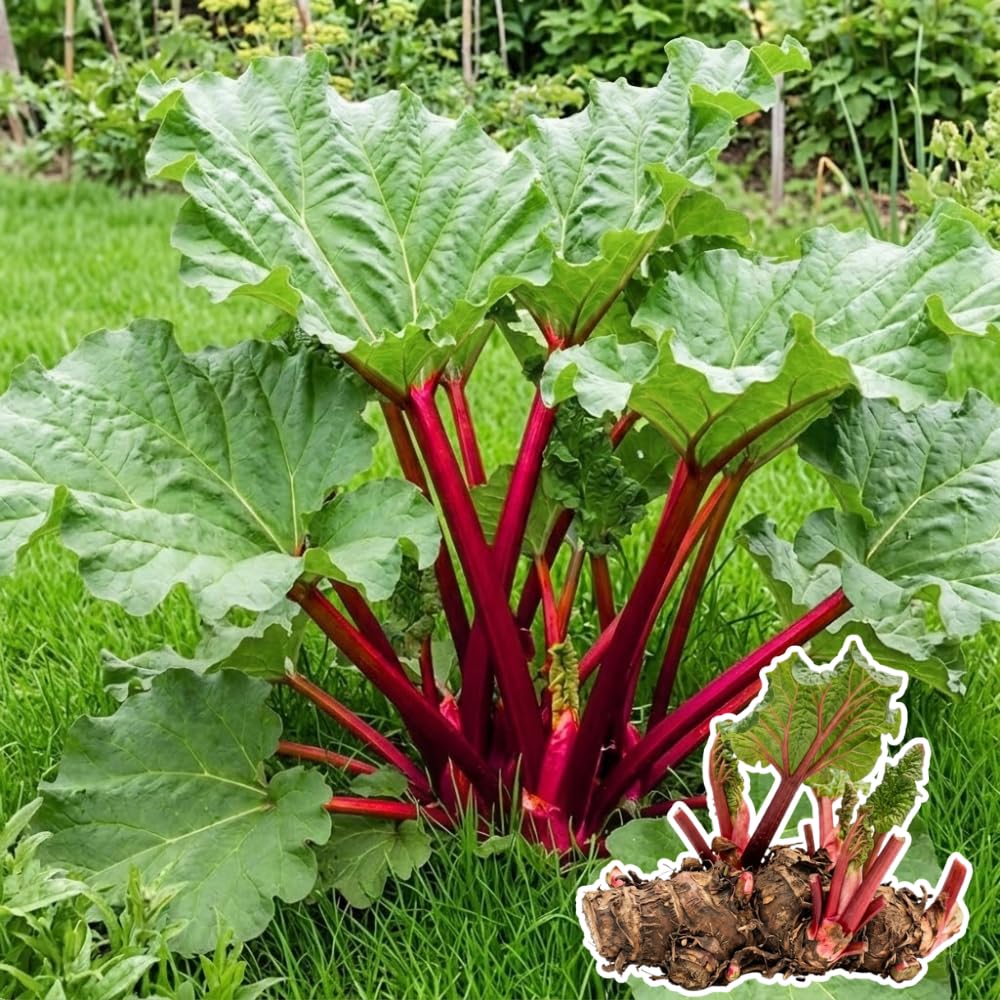 05 Rhubarb Roots for Planting, M Size Red Rhubarb Plants Crown Rhizomes Vegetable for Planting, Hardy Perennial Vegetables