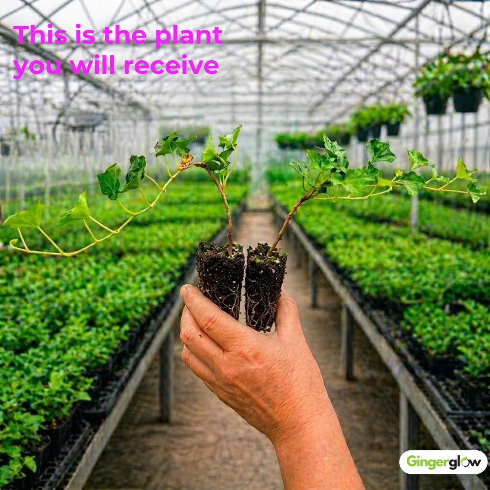 5 Baltic English Ivy Plants, Bare Root Ivy Vines Sub Zero, Fast-Growing Live Ground Cover Plants, for Inooor Display & Outdoor Landscaping