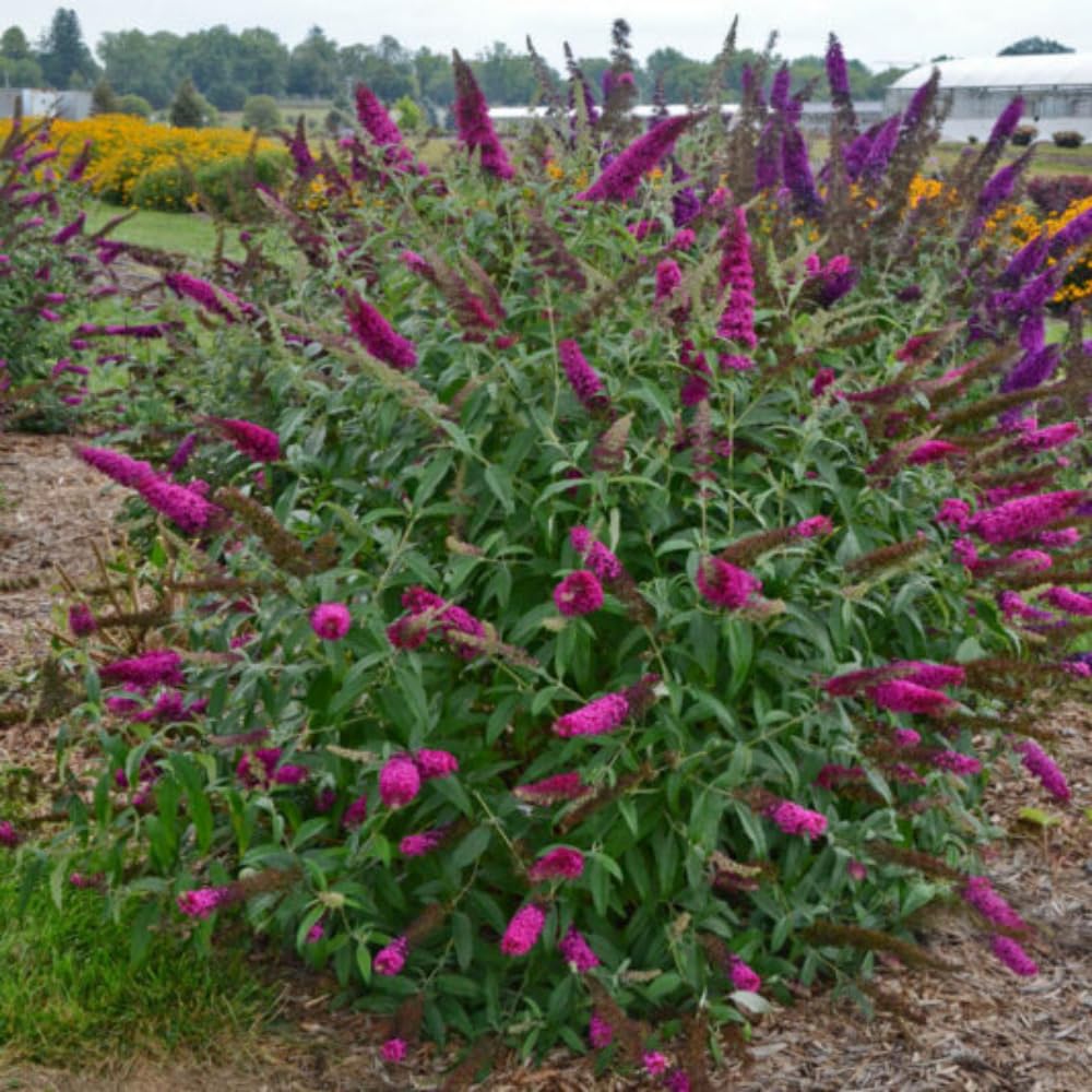 Potted Butterfly Bush Live Plant, 5-9" in Tall, Cold Hardy, Spring Outdoor PlantingBlooms Summer to Fall, Dormant in Winter (Cranberry Buddleia Plant)