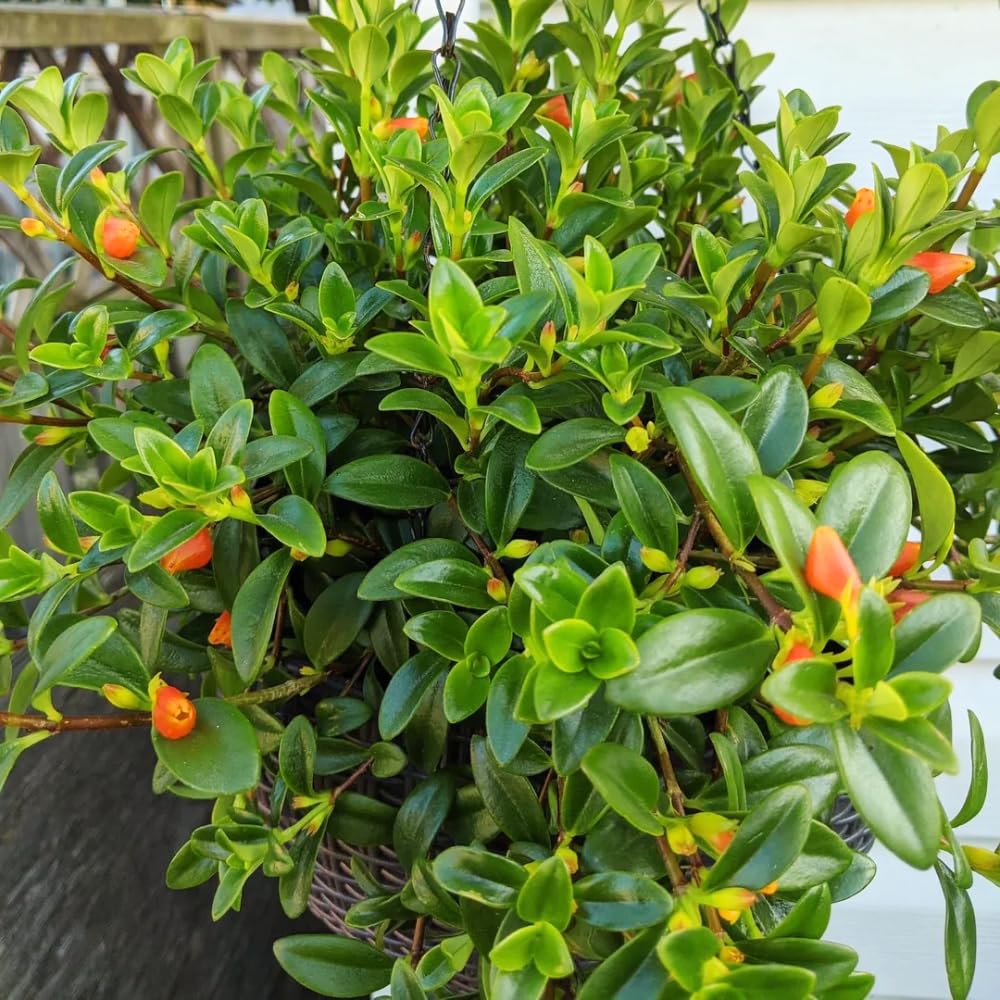 Goldfish Plants Live in 4 Inches Pot, Orange Goldfish Flower Plant, Live Houseplants Succulent for Hanging Basket, Well Rooted, 4-7 Inches Tall