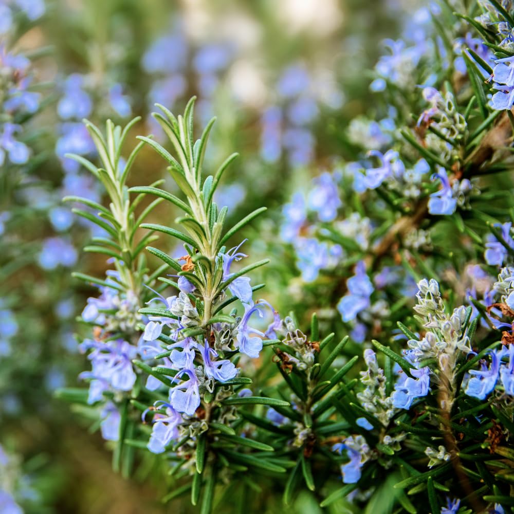 Set 3 Blue Rosemary Plants Live, Rosemary Live Plant, Edible and Fragrant Herbs, Rosemary Seedling for Indoor Outdoor Planting, 4-6 Inches Starter Plant