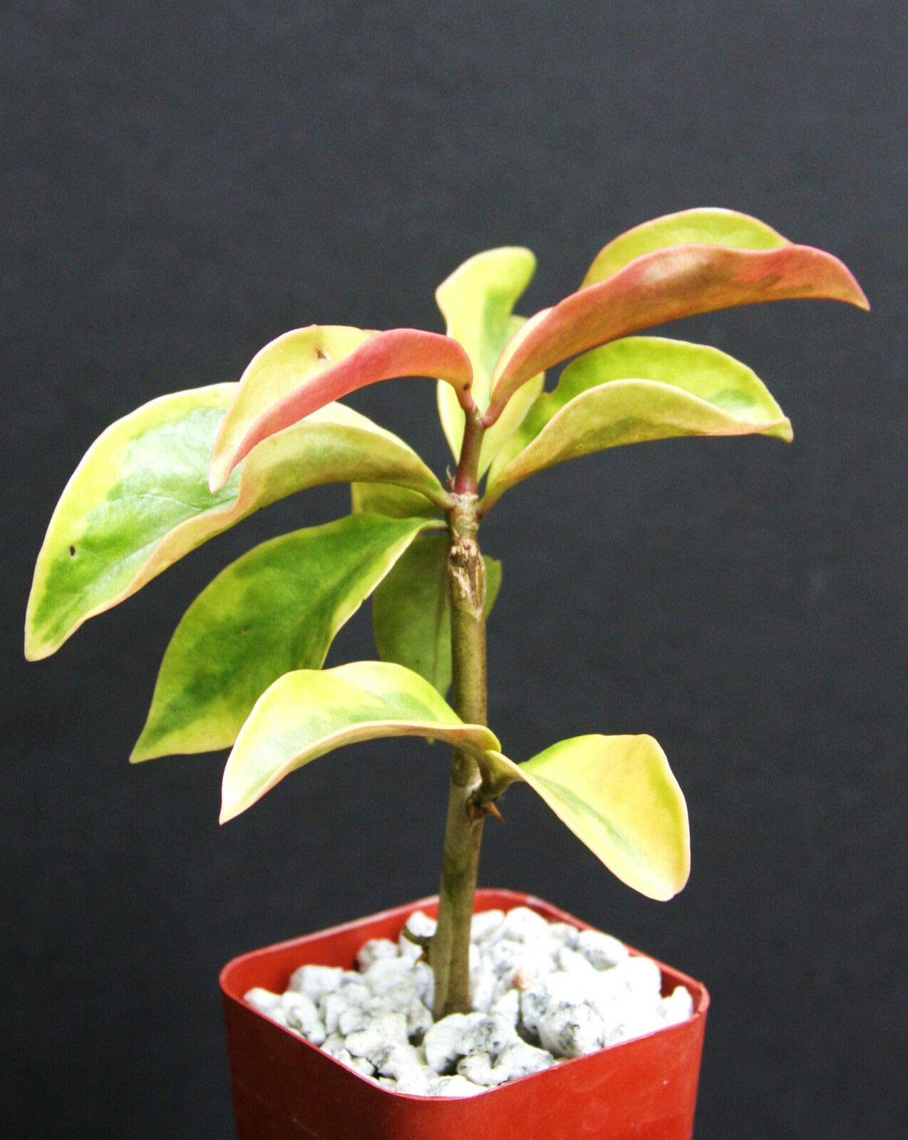 Pereskia aculeata Variegated (TJ) Exotic Climber Cacti Rare Plant Cactus 2" Pot V , Succulent, Cactus