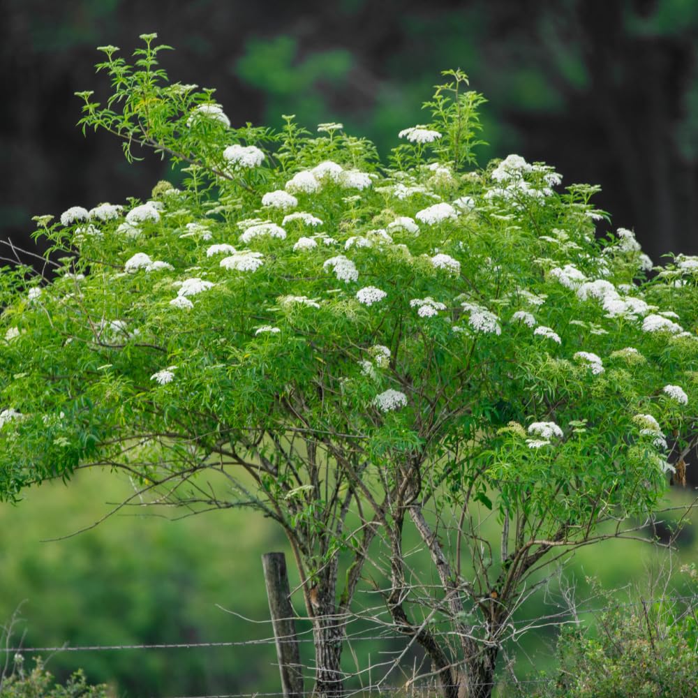 Elderberry Plant Shrub (Sambucus Canadensis), 1 Quart Pot, Hardy Elderberry Bush, Easy to Grow White Flowering Shrub with Dark Berries for Outdoor Planting